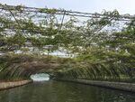 水上绿植隧道景观