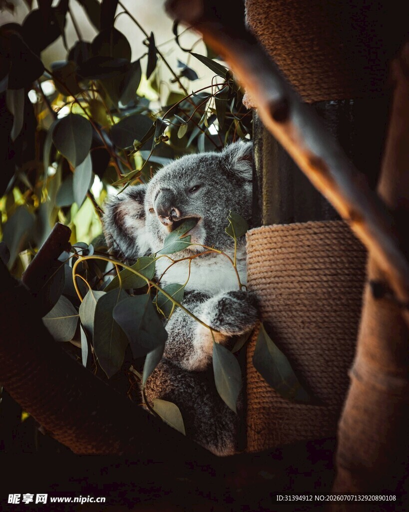 树上的考拉