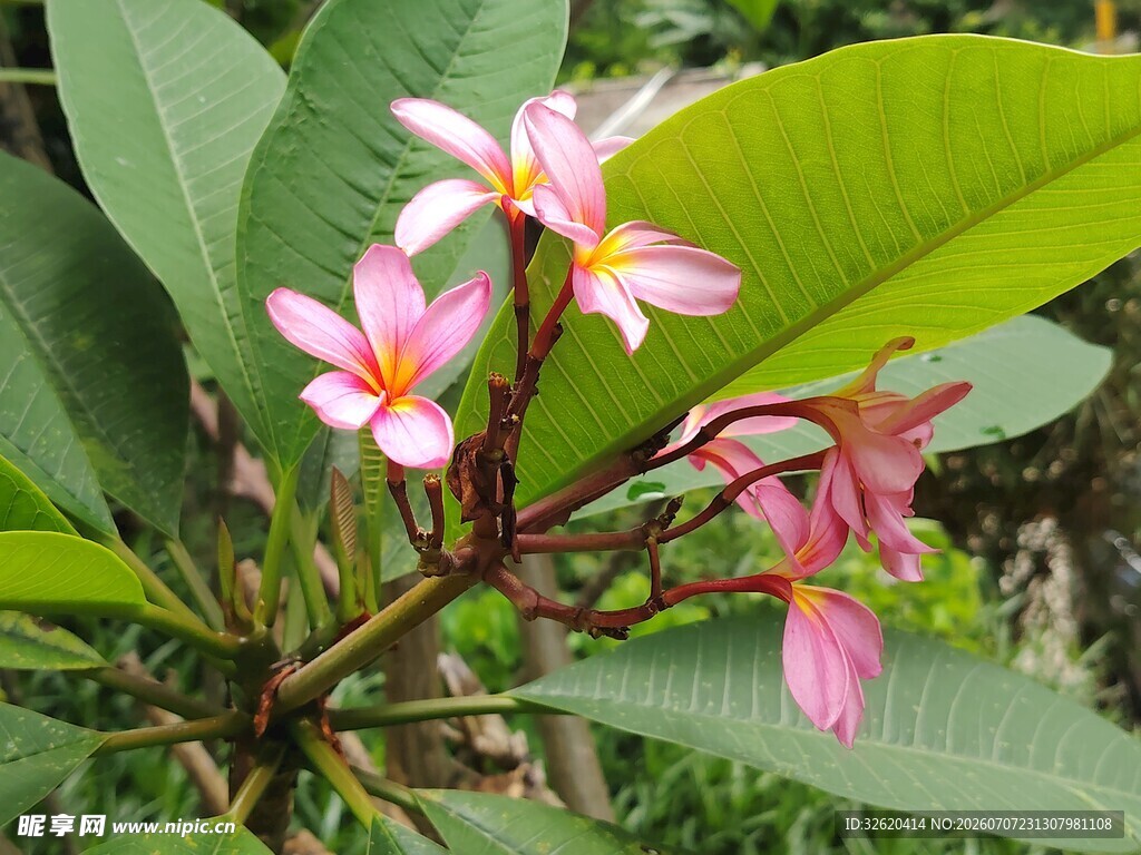 鸡蛋花