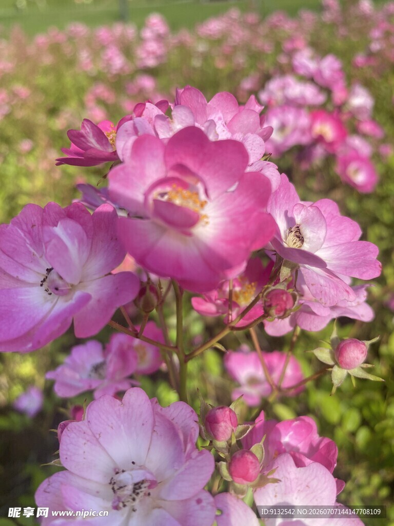 粉色烂漫蔷薇花绽放