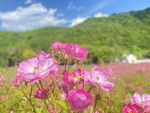 浪漫粉花田 山野好风光