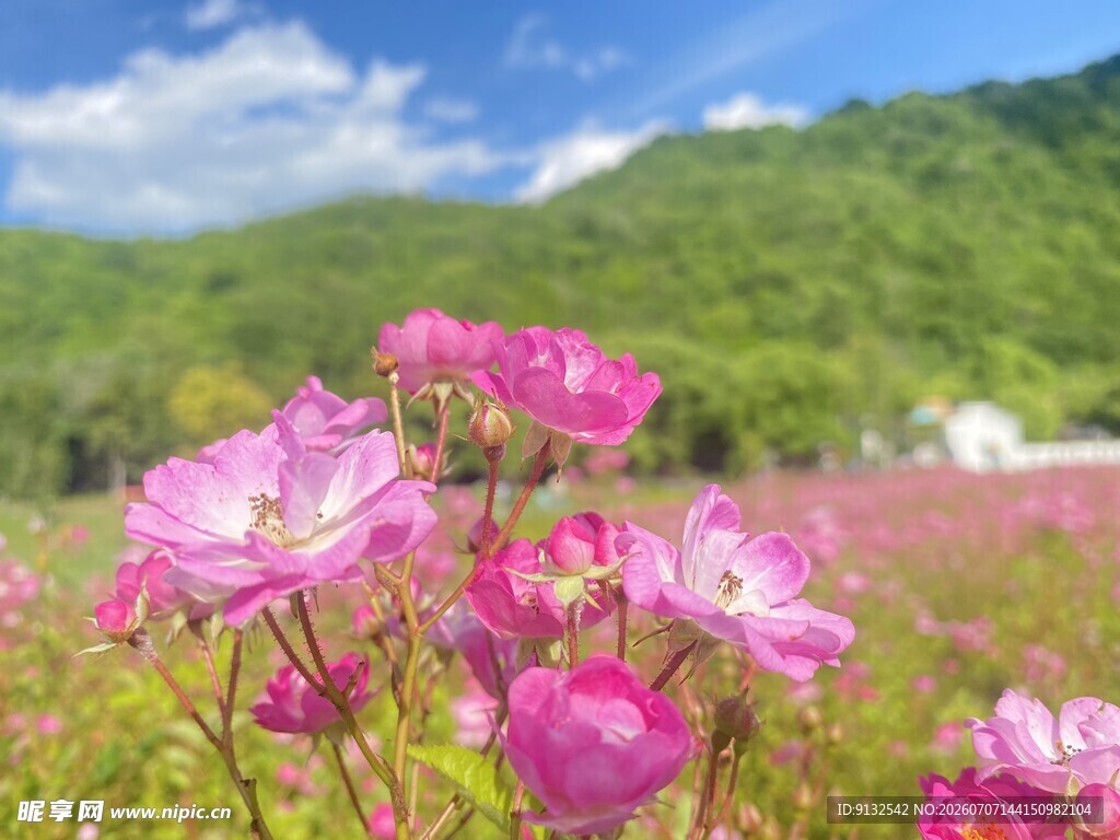 浪漫粉花田 山野好风光