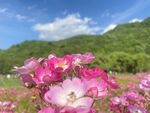 浪漫粉玫花海 自然美景