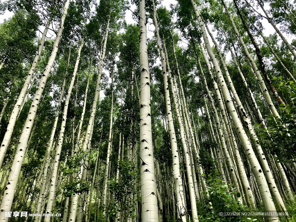 高耸入云的茂密桉树林