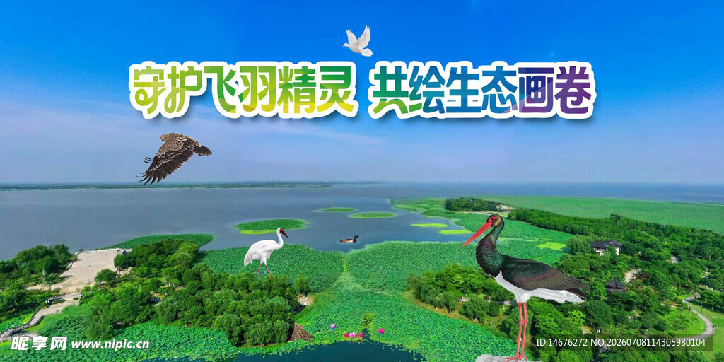爱鸟活动主视觉