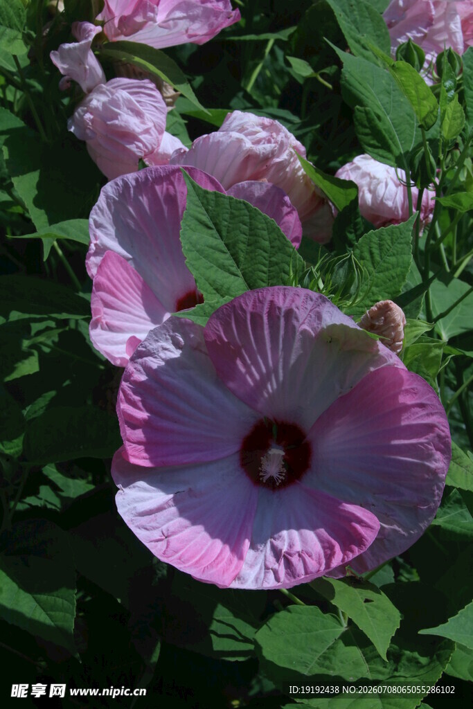 芙蓉葵  