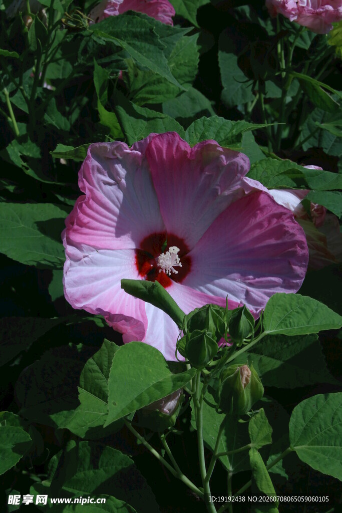 芙蓉葵  