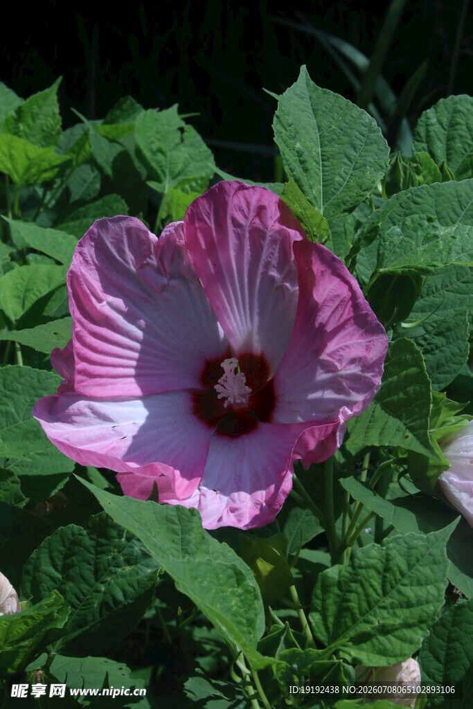 芙蓉葵 