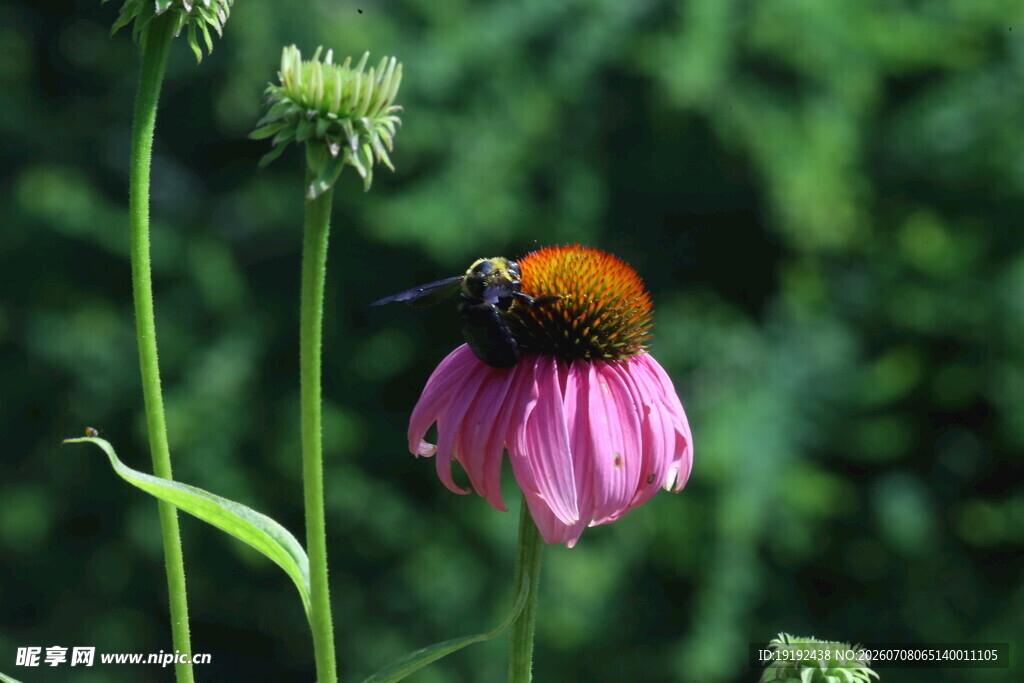 松果菊 