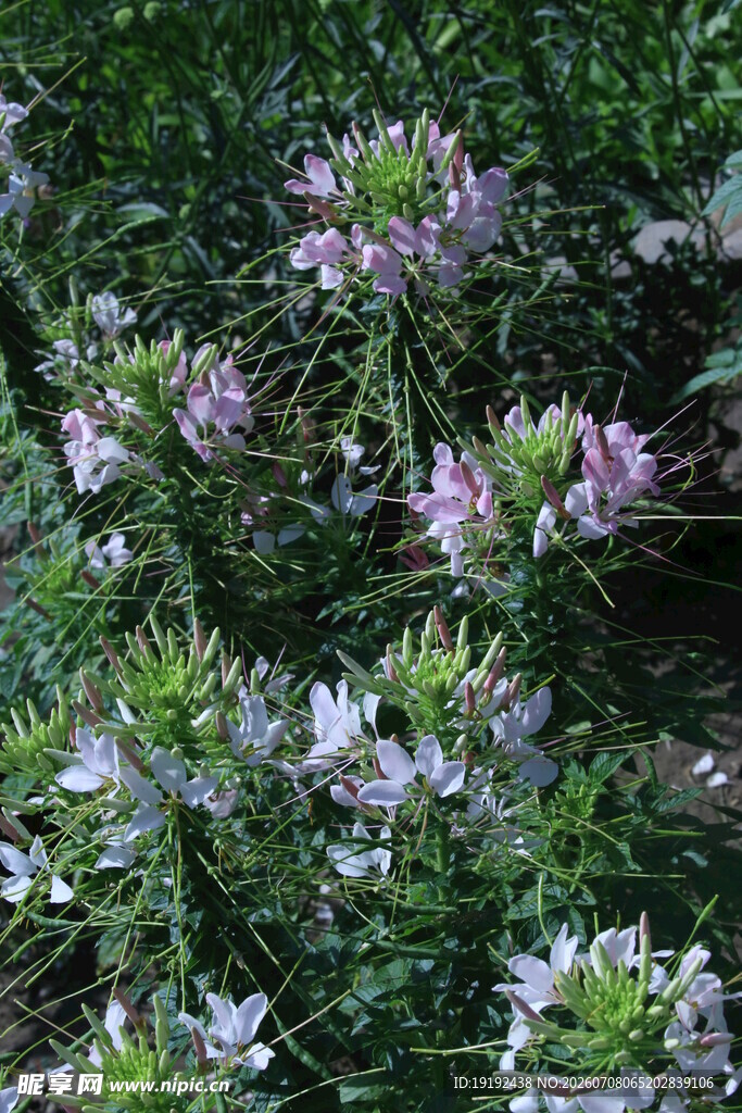 醉蝶花 
