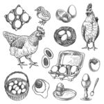 手绘家禽与蛋类插画