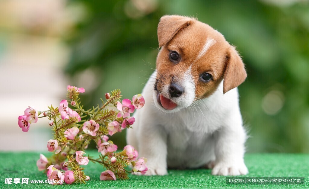 萌犬嗅闻粉色小花