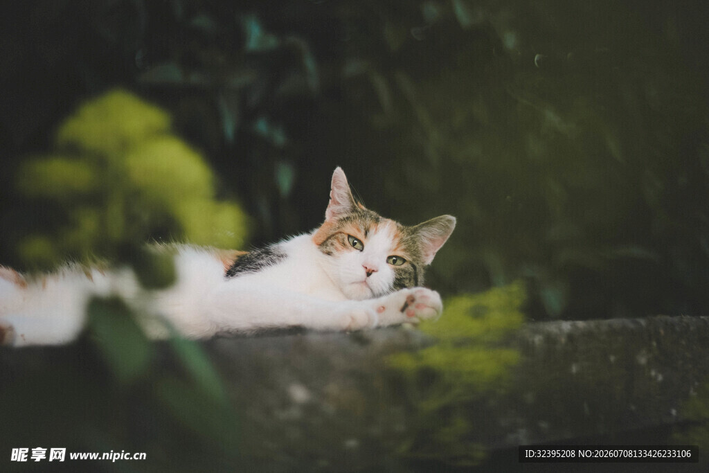 慵懒猫咪惬意趴卧绿植间