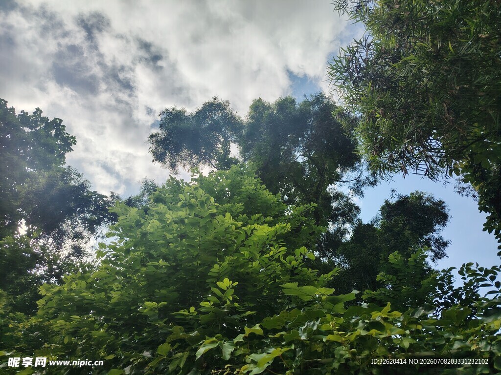 林间绿荫