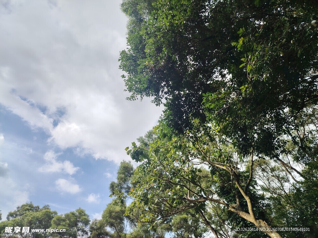 仰望葱郁树冠与蓝天