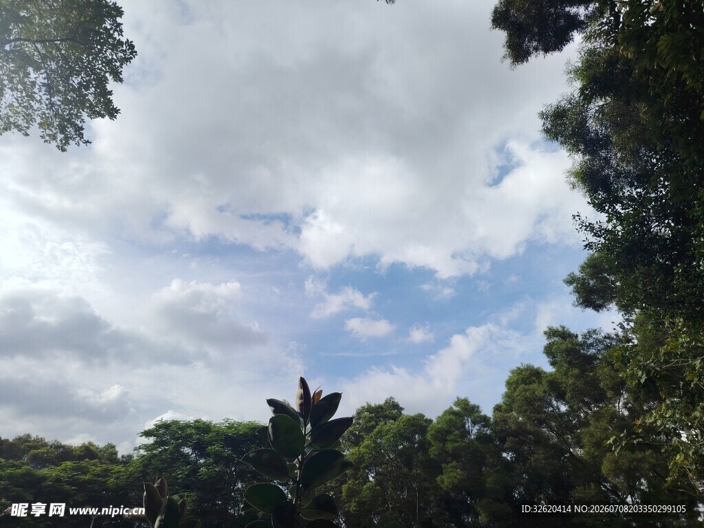 仰视绿树蓝天美景