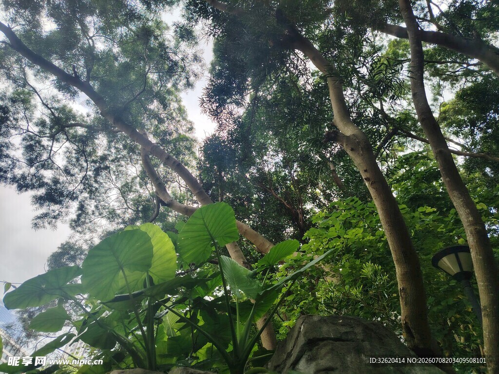 仰视茂密丛林树冠景象