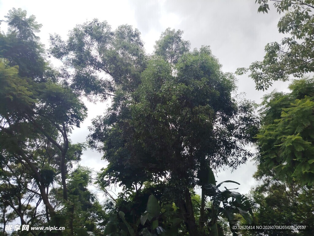 茂密树林的天空景致