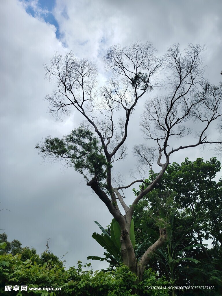 枯树立于葱郁植被间