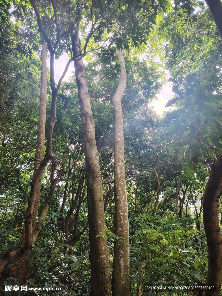 阳光洒落茂密森林景象