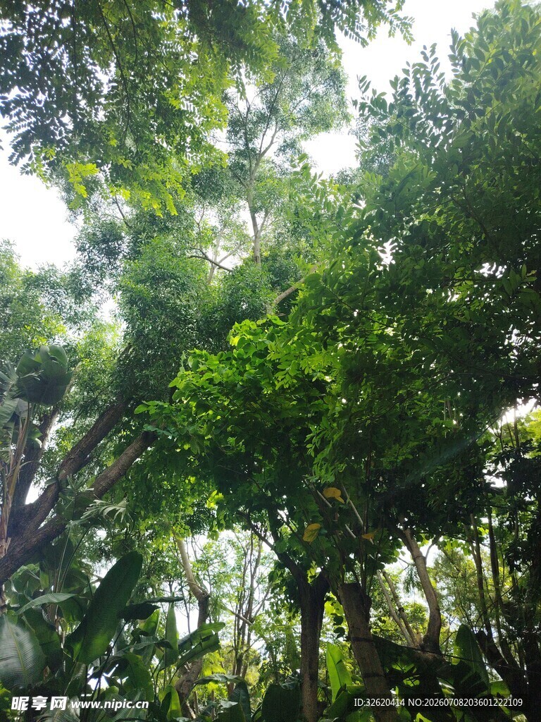 茂密树林绿意盎然