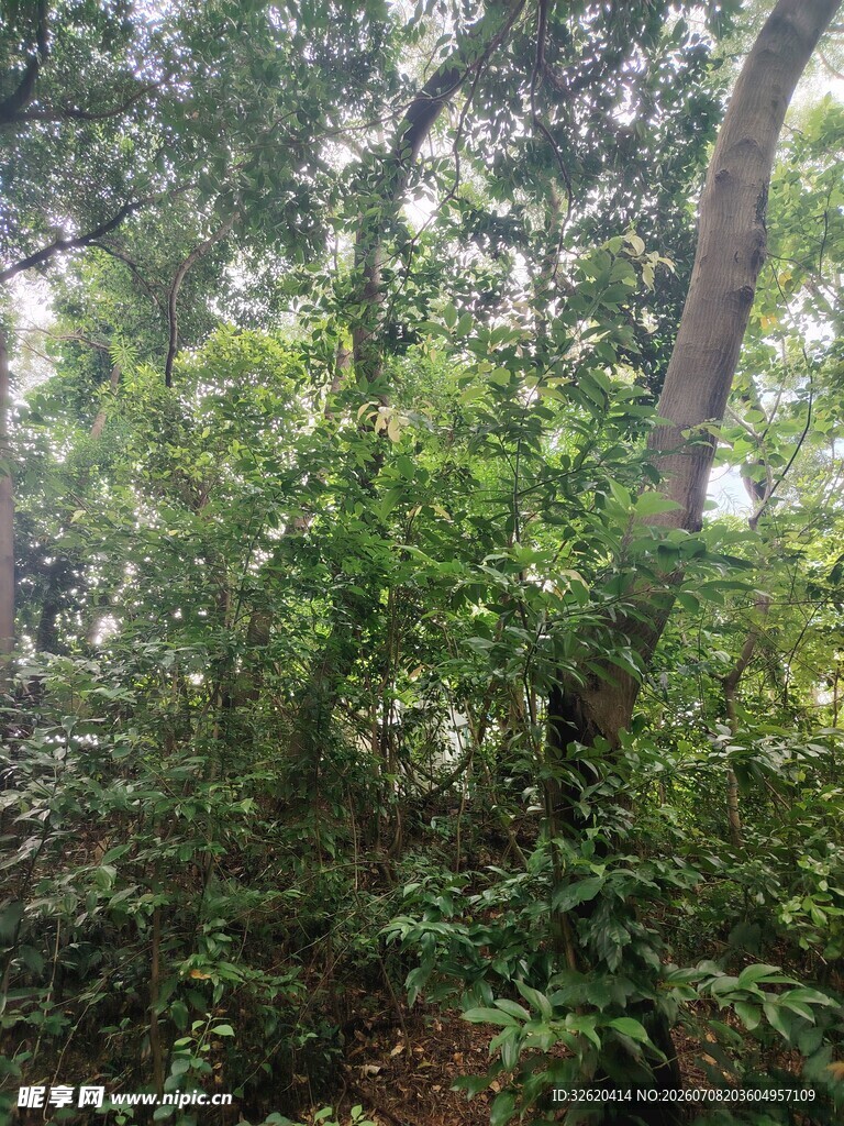 茂密丛林中的繁茂绿植
