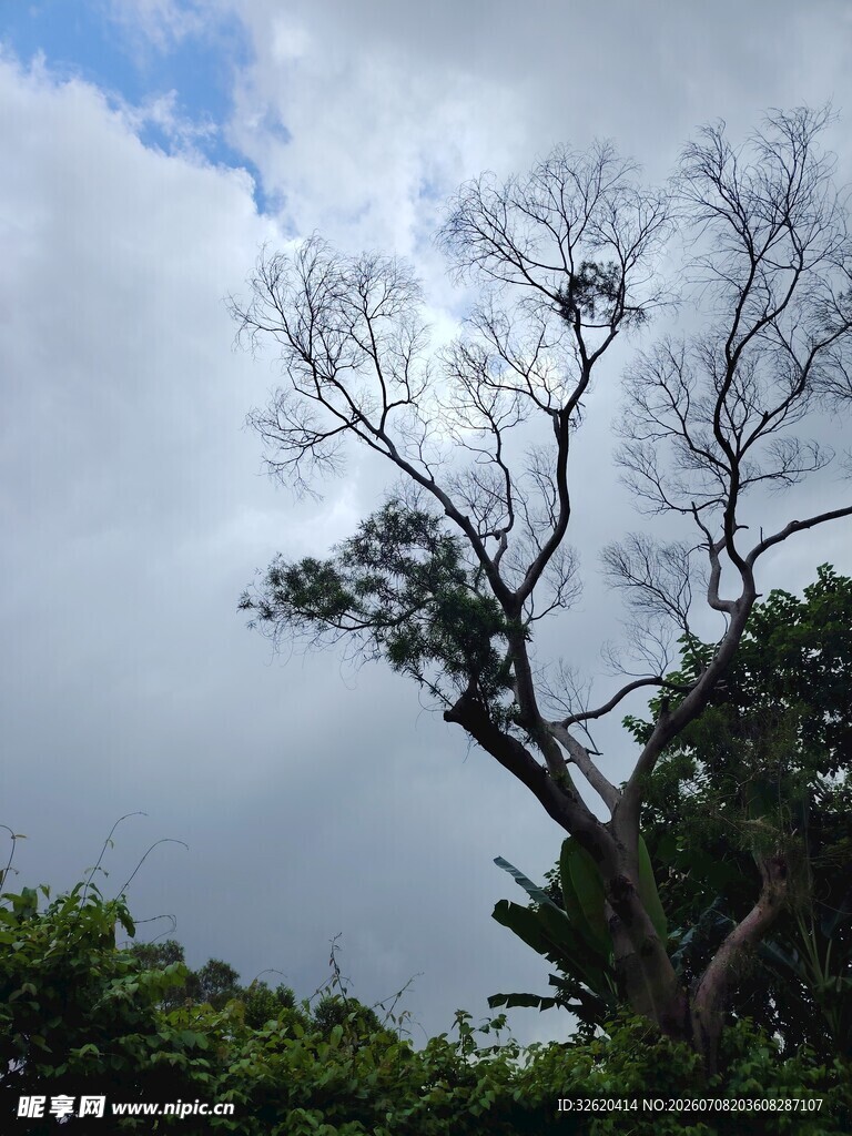 孤树傲立苍穹