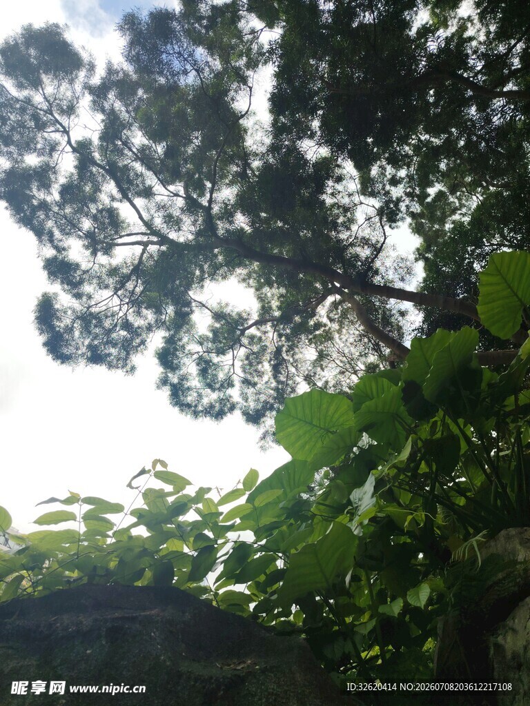 仰视繁茂树冠