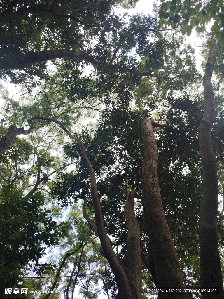 茂密树林中的高大树木