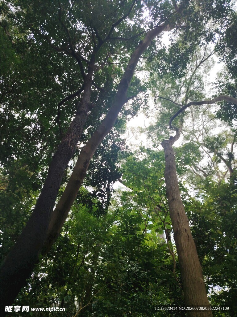 茂密森林中的高大树木