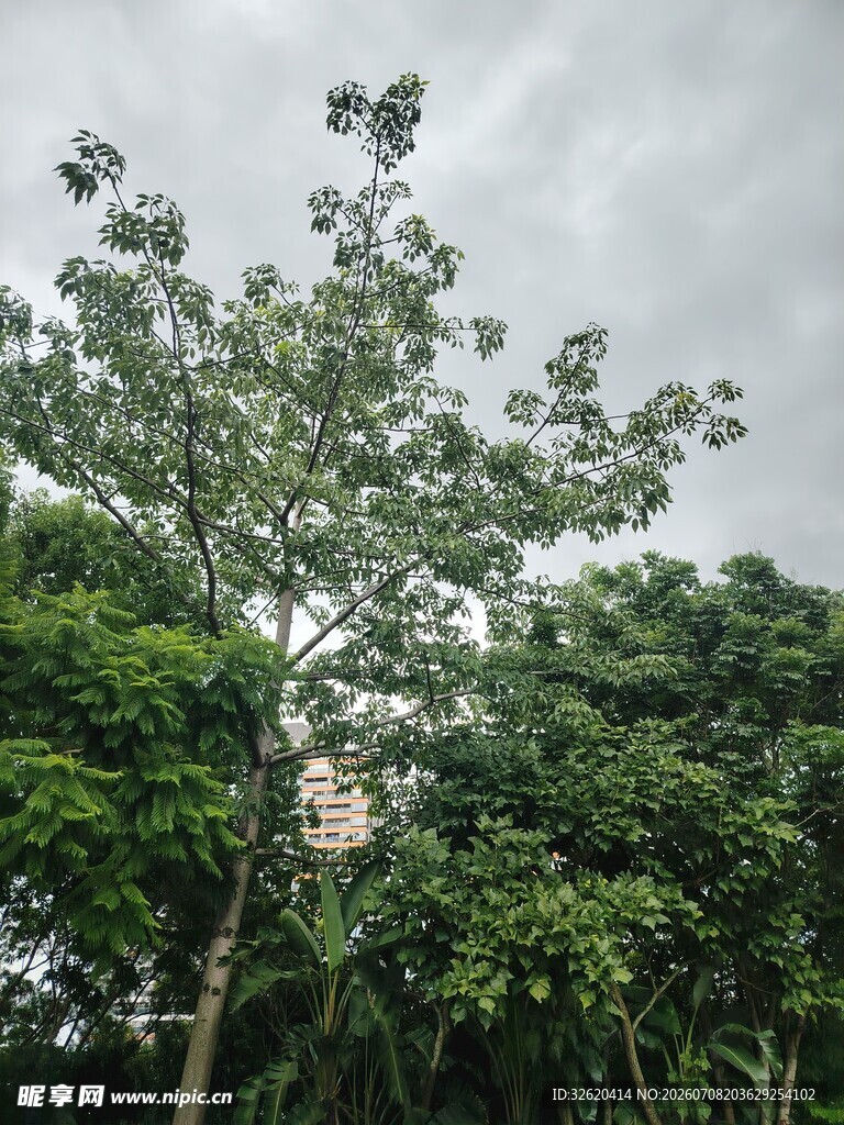 雨中挺立的绿树