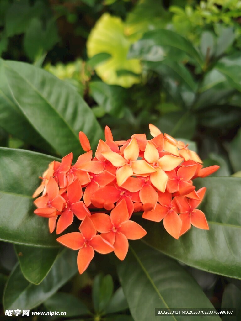 龙船花