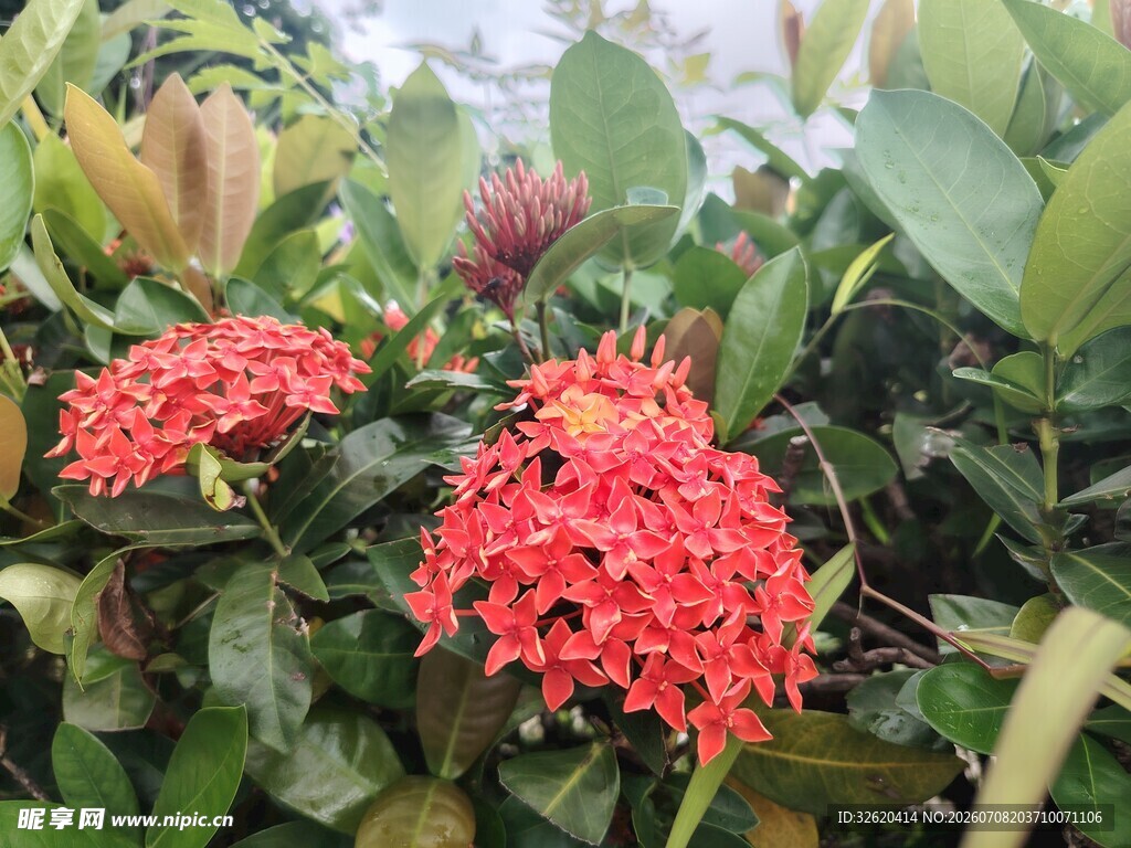 龙船花