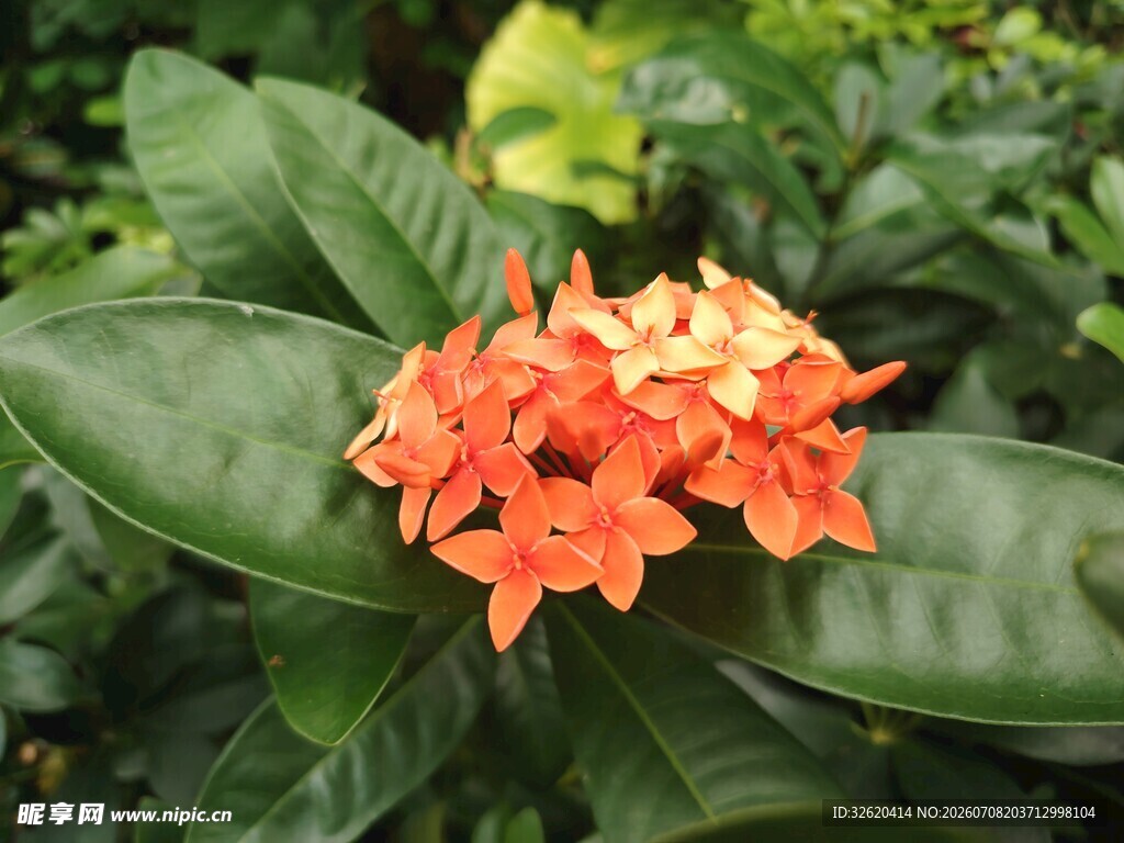 龙船花
