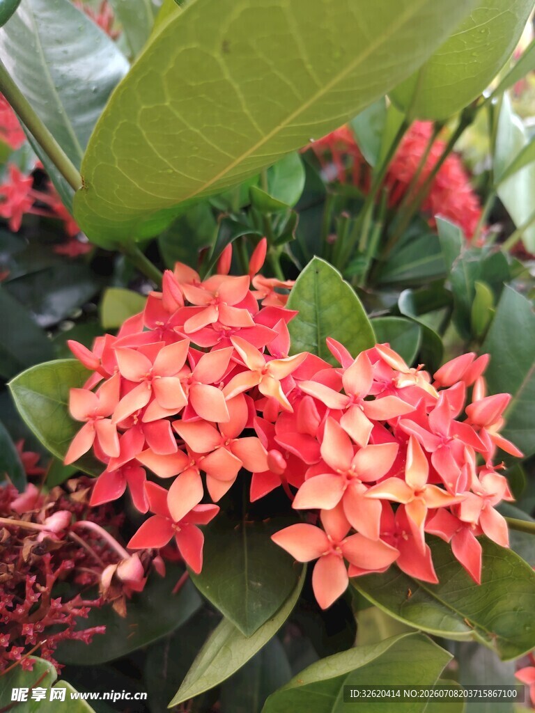 龙船花