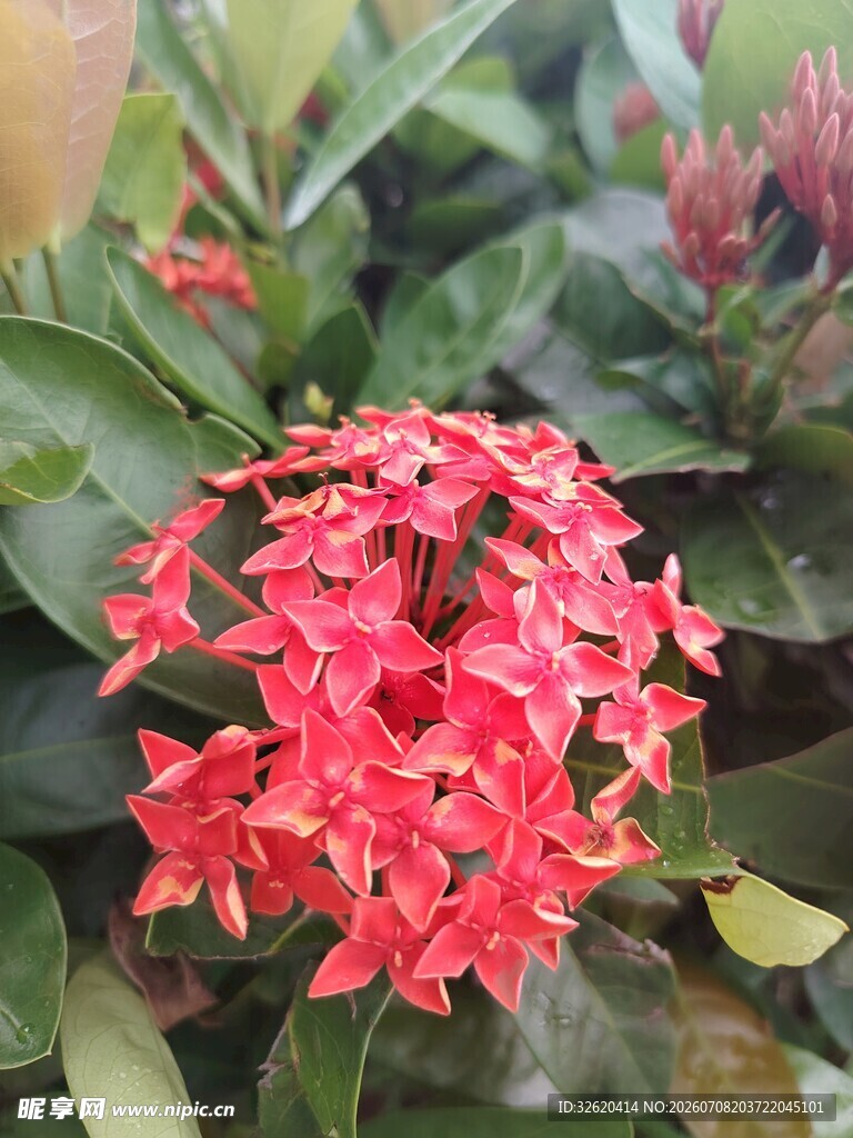 龙船花