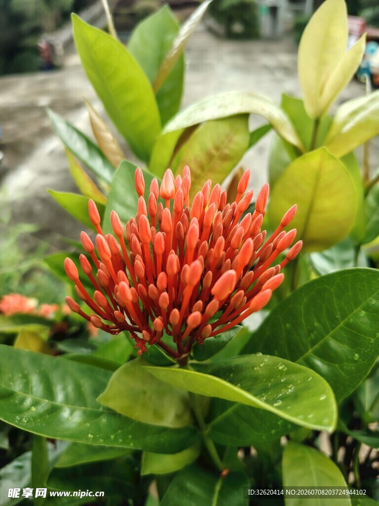 龙船花