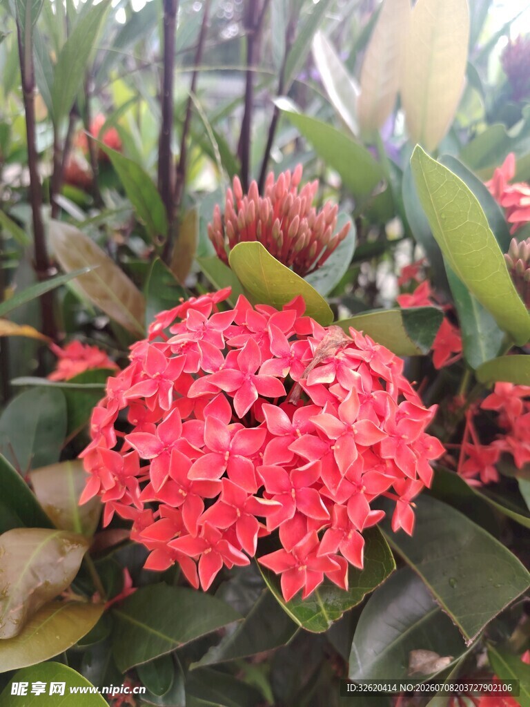 龙船花
