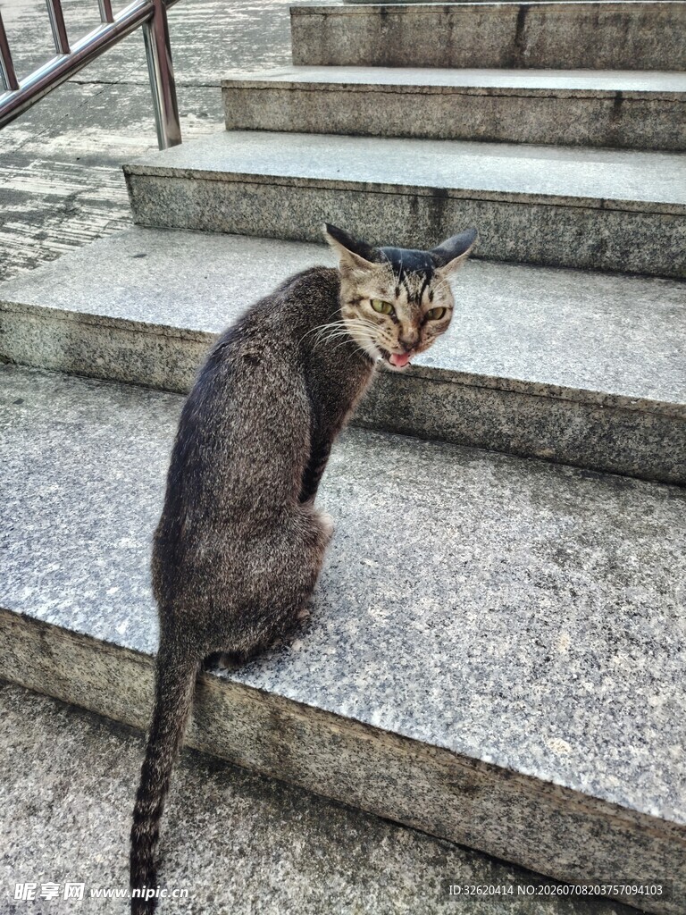 台阶上的猫咪