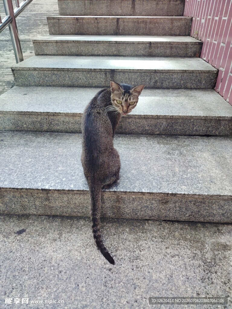 台阶上的猫咪