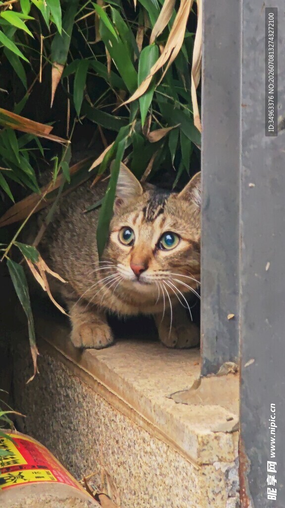 躲在角落的好奇小猫