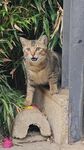 猫咪探头于绿植旁小窝