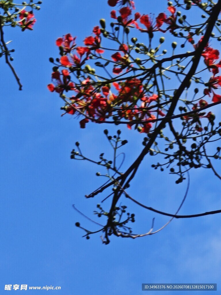 蓝天映衬下的艳丽红棉花