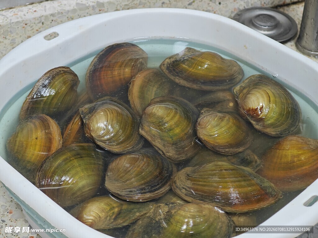 盆中浸泡的新鲜蛤蜊