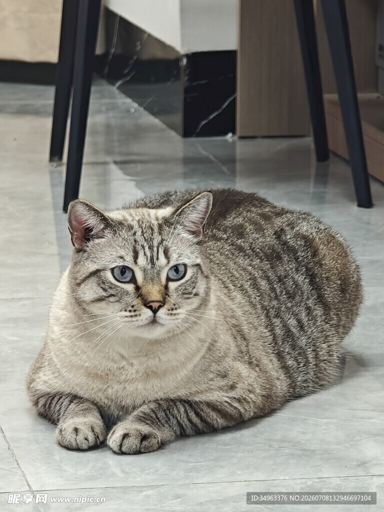 慵懒猫咪趴地惬意模样