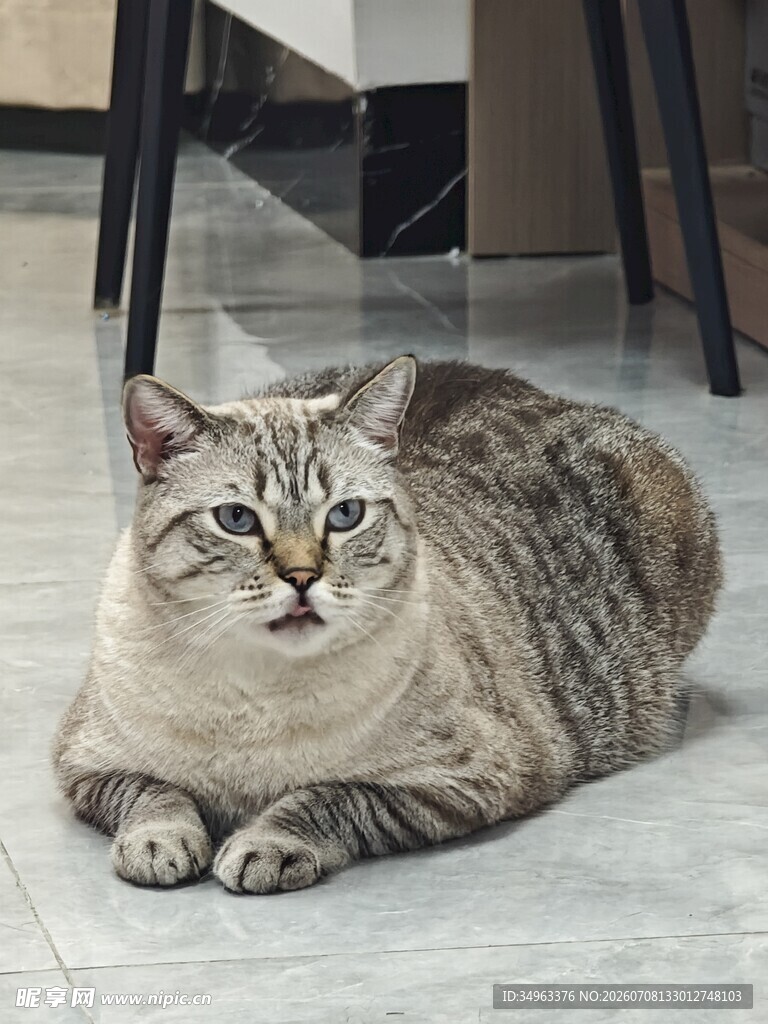 慵懒猫咪趴地休憩
