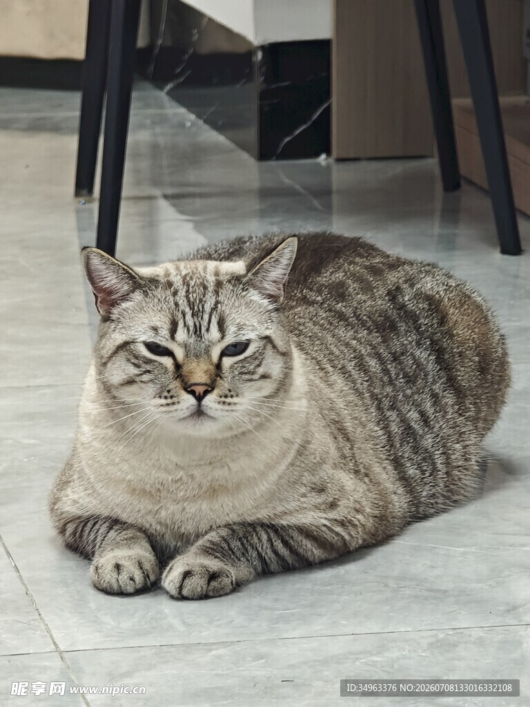 慵懒猫咪趴地惬意模样