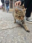 街头猫咪被温柔抚摸