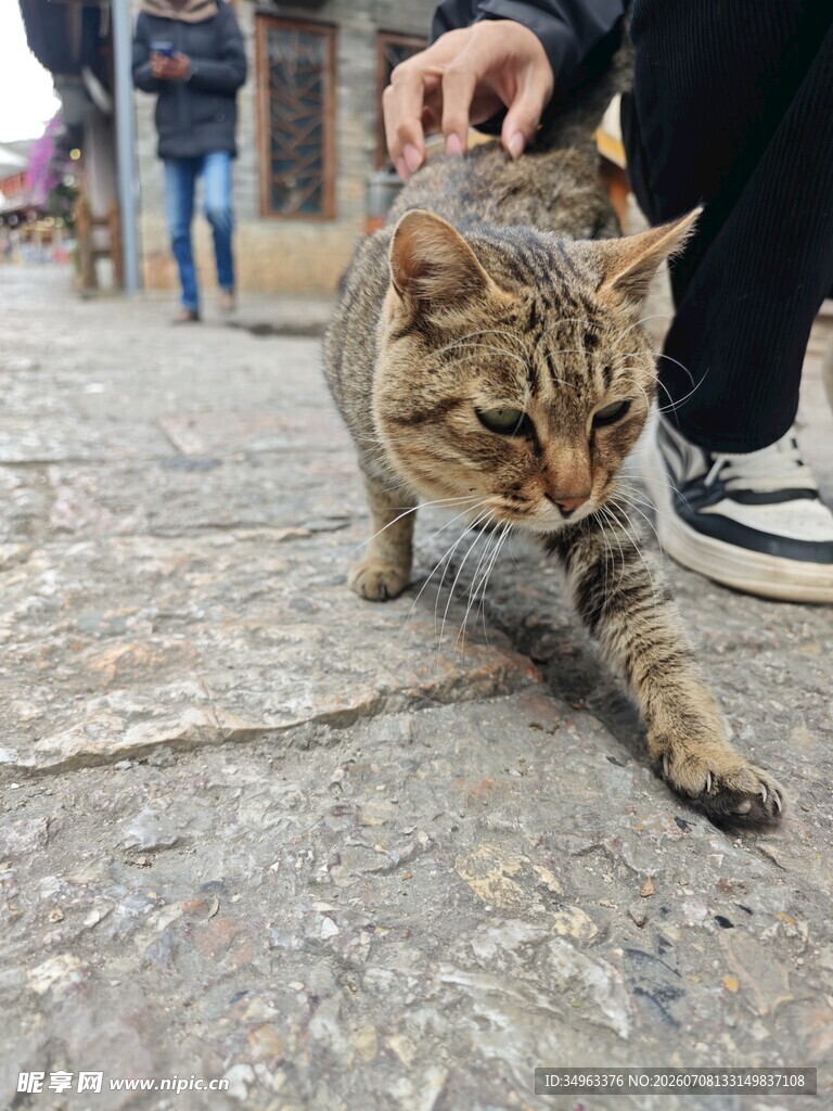 街头猫咪被温柔抚摸