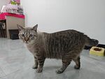 室内站立的花纹猫咪
